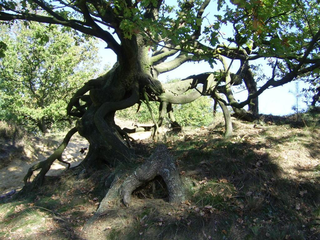 Bosbeekvallei Opoeteren ภายนอก รูปภาพ